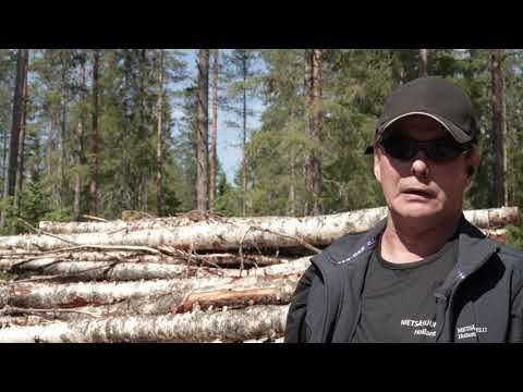 Mäntyvaltaisen metsän uudistaminen jatkuvalla kasvatuksella