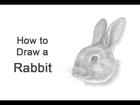How to Draw a Rabbit (Head Detail)