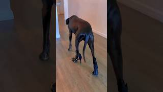 Download lagu Dog wear shoes#funny #viralvideo funny# funny dog mp3