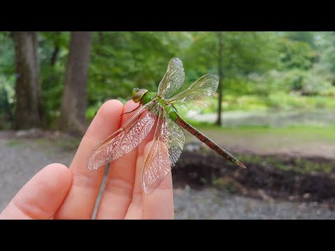 Very Chill Green Darner Dragonfly