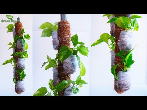 Money plants growing on hanging stick
