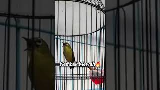 Download lagu Pleci Dakun Nembak Isian Mewah🔥#kicaumania #plecigacor #burungkicau #pleci #plecimania mp3