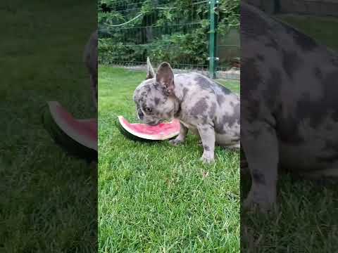 Video 1