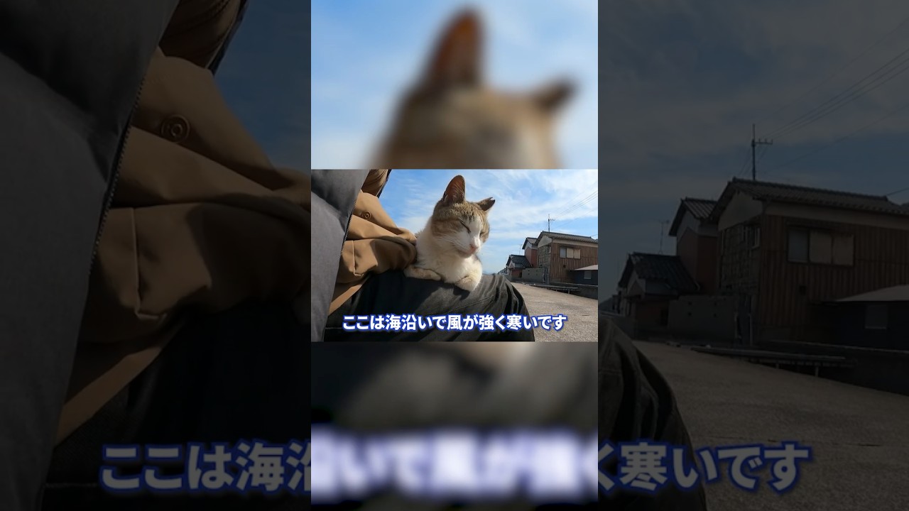 野良猫が膝の上に乗ってきた結果…#shorts