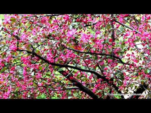 Editura Ligia, www.edituraligia.ro