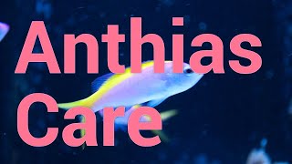 Care and Feeding of Anthias in Reef Tanks