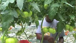Greenhouse Vegetable Planting and Growing Video