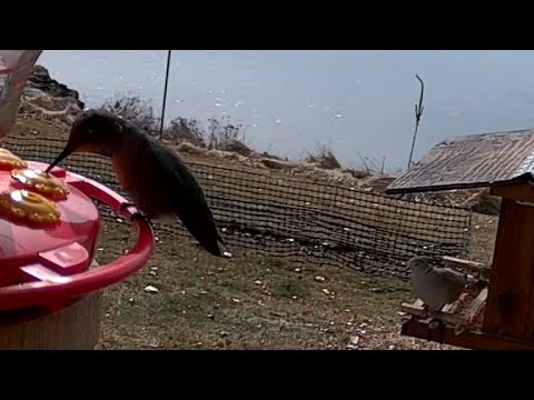 Anna's Hummingbirds - March 2, 2021