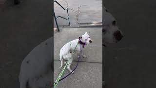 Video preview image #1 Boxer-Mastiff Mix Puppy For Sale in Holly Springs, NC, USA