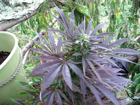 Pestovani na strome #9