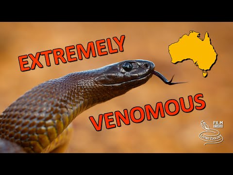 10 extremely venomous snakes from Australia