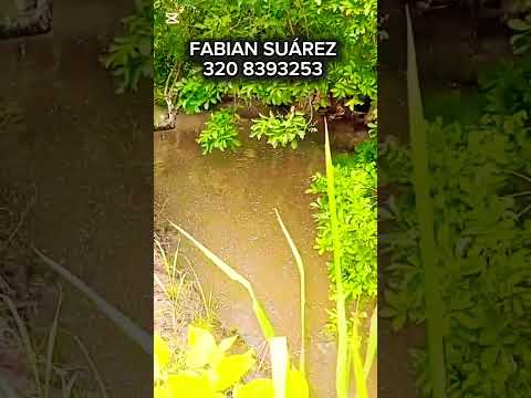 FINCA EN SALDAÑA TOLIMA
