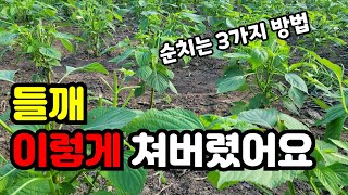 들깨 이렇게 해야 / 들깨 병충해관리,들깨순치는시기 / 들깨농사
