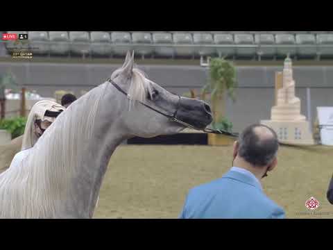 N 208 EMARELLA   23rd Qatar National Arabian Horse Show   Fillies 2 Years Old Class 4A