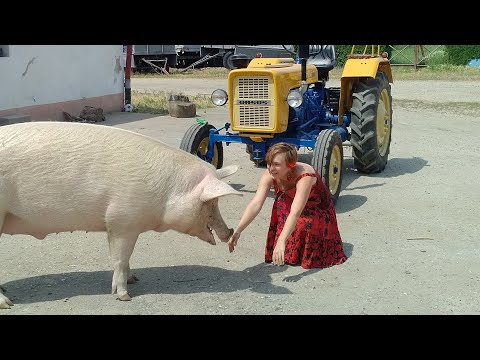 Czy świnia rozumie, co się do niej mówi?
