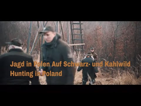 Jagd in Polen auf Wildschwein und Rothirsch, Wild boar and red deer hunting in Poland