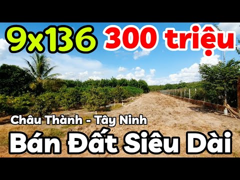 Bán đất siêu dài 9x136 giá 300 triệu đường sỏi đỏ ở xã Châu Thành Tây Ninh cách TPHCM 90km