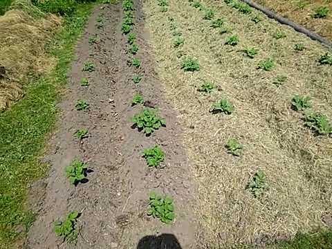 Kartoffeln, Mulch und Schnecken!