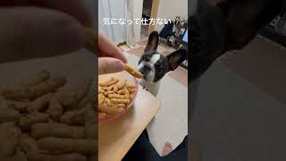 【フレブル】気になると思いきや？ #vlog #フレンチブルドッグ #frenchie #かりんとう #shorts "You'd think it bothers me, but does it?"