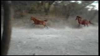 preview picture of video 'estampida de caballos en el Rancho de Don Alfonso'