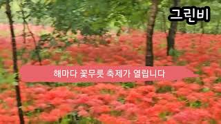 함양 상림 꽃무릇 축제