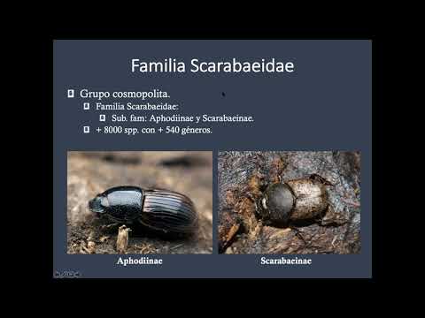 , title : 'Charla 7. Ciclos sobre artrópodos: Escarabajos coprófagos (Jorge Noriega, Univ.de los Andes)'