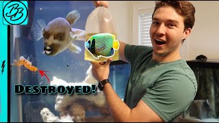 PSYCHO PUFFER DESTROYS Goldfish Along With New EMPEROR ANGELFISH!