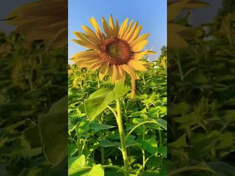 sun flowers 💐 #vijujourney #shorts