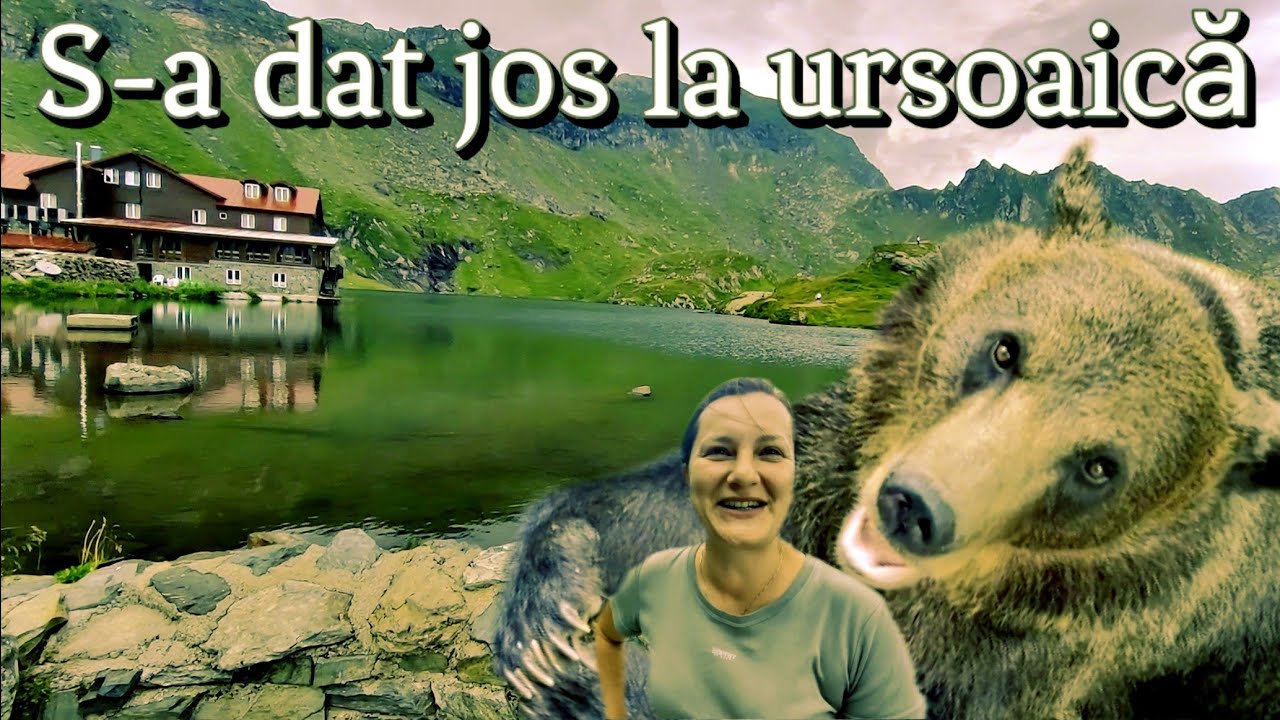 Am fugit de caniculă pe Transfăgărășan. Ucraineanca s-a dat jos la ursoaică