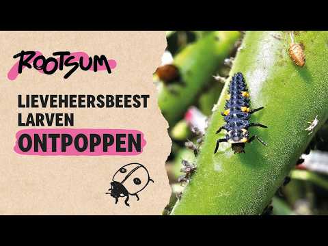 ROOTSUM | Kijk hoe lieveheersbeest larven ONTPOPPEN
