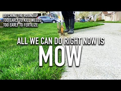 Lawn Care Pre Season Mow - Still too early all we can do is cut to promote growth and manually weed