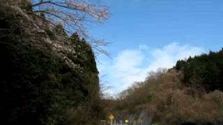 preview picture of video 'Hakone Turn Pike Sakura Tunnel 2010'