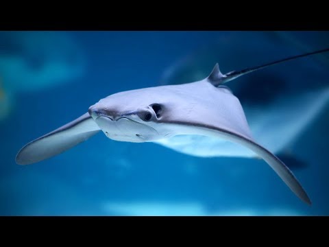 Shark Lagoon Webcam in CA live webcam