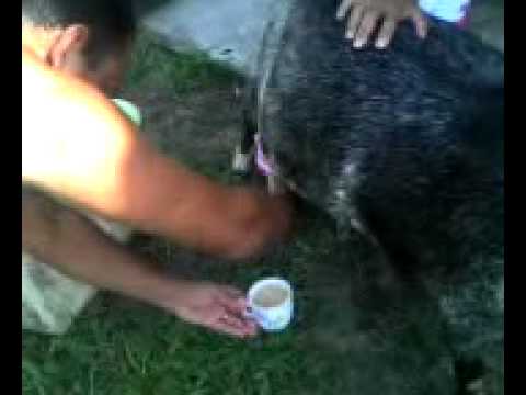 LEITE EM CAIXINHA PARA OS FRACOS