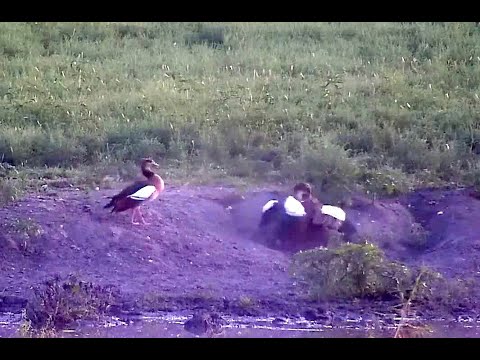 Egyptian Geese fighting. Explore.org 27 December 2020