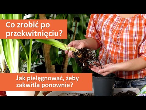 Amarylis po przekwitnięciu - jak pielęgnować, żeby zakwitł ponownie?