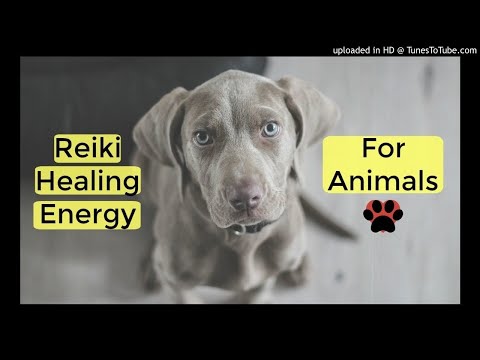 Reiki for Animals: Soothing Energy & Music for Your Pets