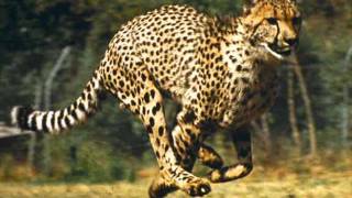 Cheetah Song (FL Studio)