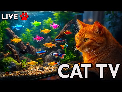 🔴 24/7 LIVE Cat TV Fish Tank | Fish for Cats to Watch (4K HDR, No Music) Aquarium for Cats