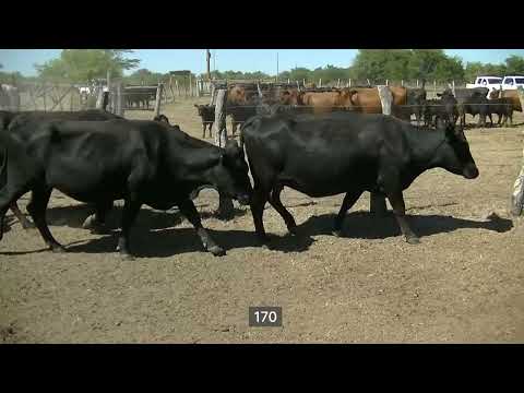 Lote 47 Vacas nuevas C/ gtia de preñez en San José de Feliciano, Entre Ríos