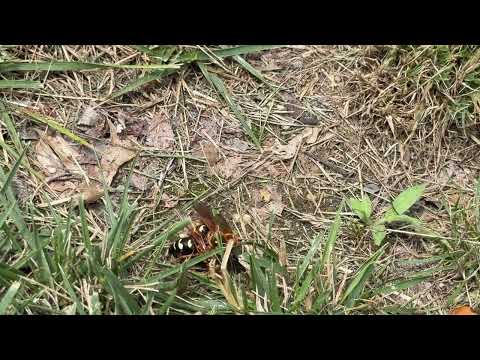 Cicada Killer Wasps Have Some Fun in the...