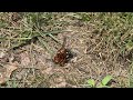 Cicada Killer Wasps Have Some Fun in the Yard in Cream Ridge, NJ