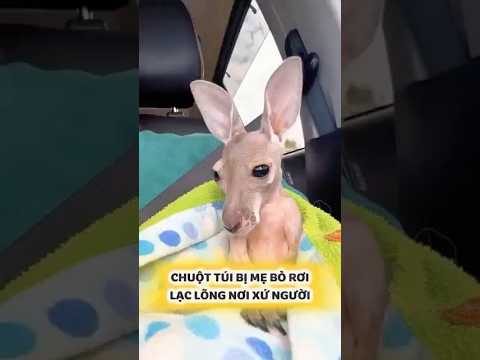 Chuột túi con bị mẹ bỏ rơi lạc lõng nơi xứ người #dongvat