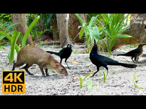 Cat TV for Cats to Watch 😺 Birds on the Beach, Cute Squirrels and Doves 🐦 8 Hours(4K HDR)