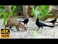 Cat TV for Cats to Watch 😺 Birds on the Beach, Cute Squirrels and Doves 🐦 8 Hours(4K HDR)