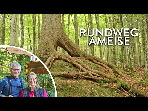 Hiking the circular trail "Ameise" to the Mittelsteighütte - a tour tip in the Bavarian Forest Na...