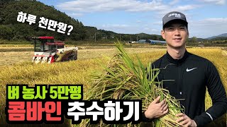 벼 농사 5만평 - 콤바인으로 벼 수확부터 건조까지 (하루에 천만원?)