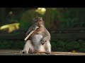 AMAZING MONKEYS Top Monkey Life Compilation