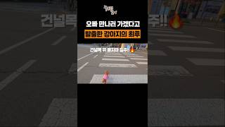 오빠 만나러 가겠다고 탈출한 강아지 최후 ㅋㅋㅋ