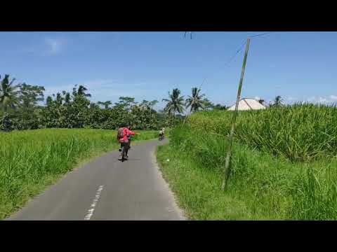 Kintamani Cycling, Coffee Plantation, 2 Hours Balinese SPA